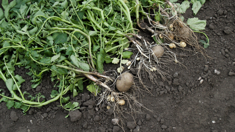 Nieuwe inzichten voor toekomstbestendige aardappelteelt