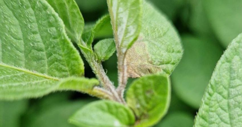 Urgente actie nodig: Phytophthora slaat reeds toe in aardappelpercelen