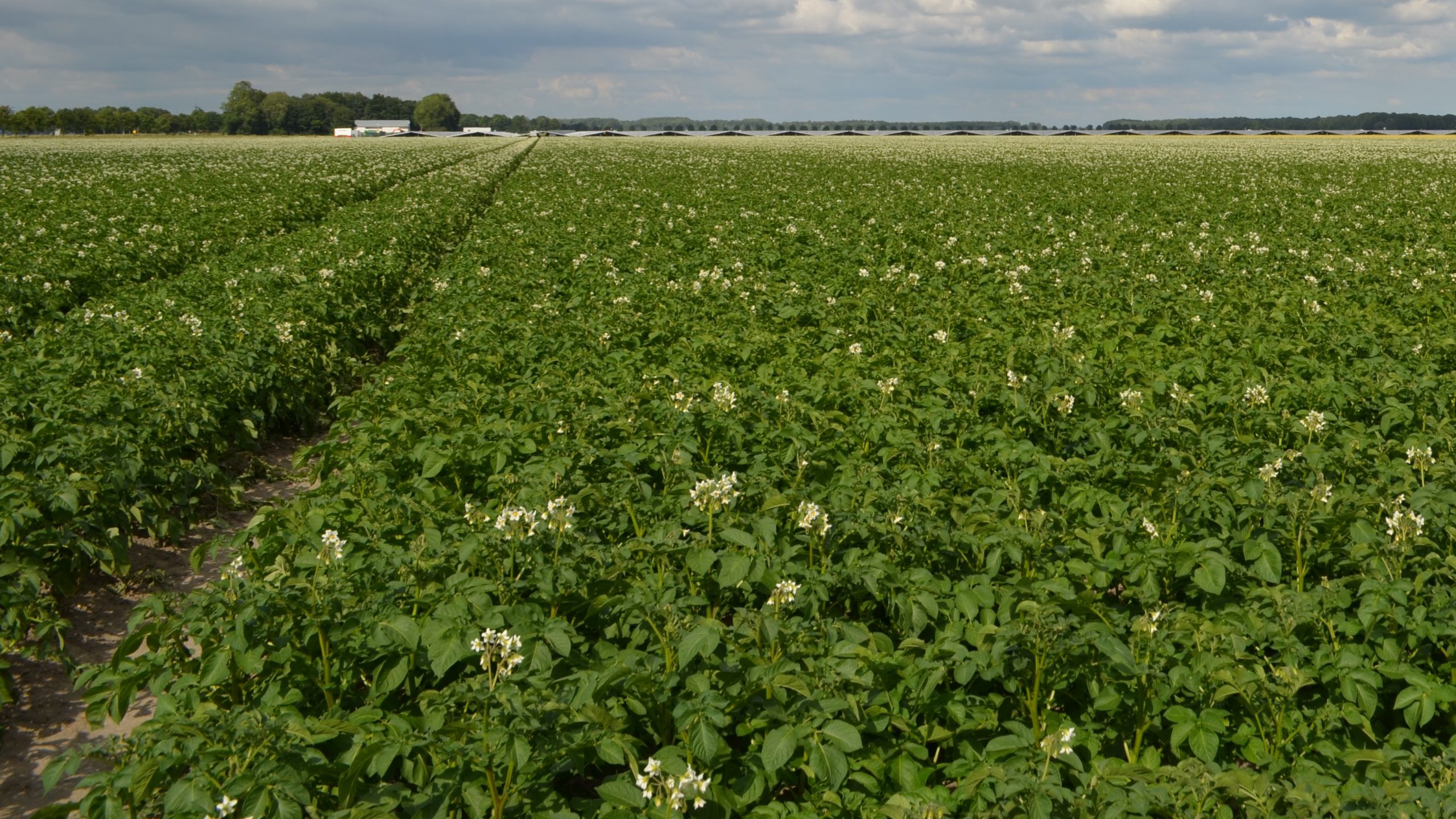 Afbeelding Aardappelen