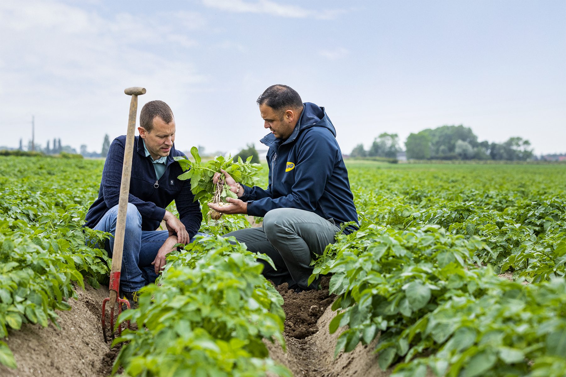 Aviko over programma Toekomstbestendige teelt: ‘teler moet maatregelen kunnen kiezen die het beste passen’