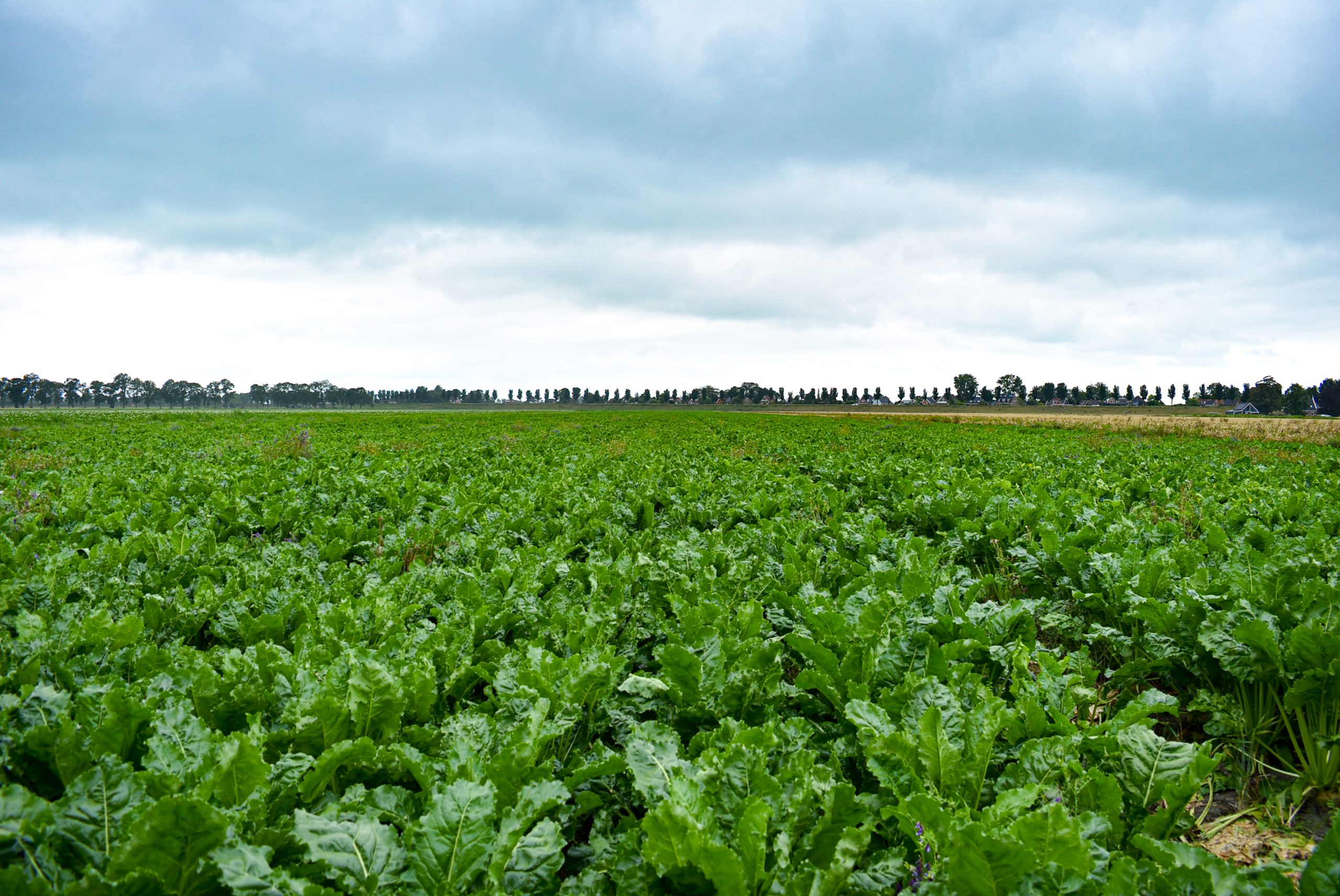 Inspiratieboerderij Dinteloord