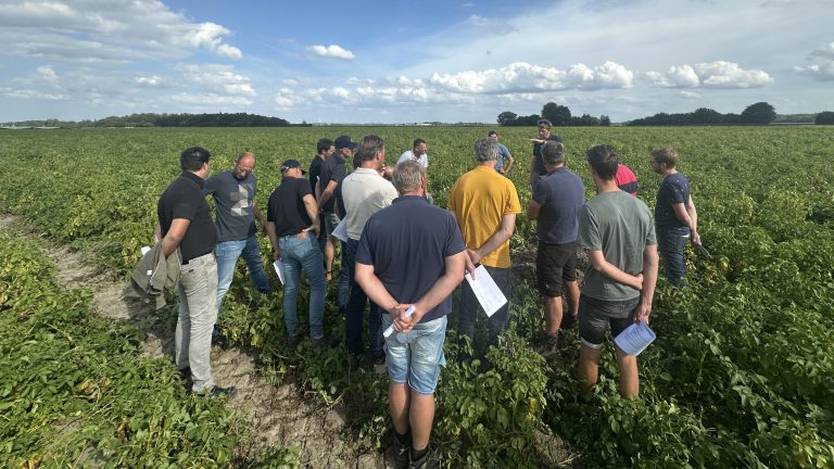 Toekomstbestendige Teelt Programma: samen werken aan een toekomstbestendige aardappelteelt